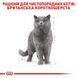 British Shorthair Adult. Британська короткошерста віком від 12 місяців  2557004 фото 5