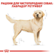 Labrador Retriever Adult. Лабрадор-ретривер віком від 15 місяців  2487120 фото 2