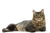 Feline Care Nutrition - харчування з доведеною ефективністю