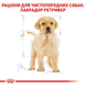 Labrador Retriever Puppy. Лабрадор-ретривер від 2 до 15 місяців 24910301 фото 6