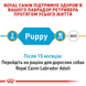 Labrador Retriever Puppy. Лабрадор-ретривер від 2 до 15 місяців 24910301 фото 5