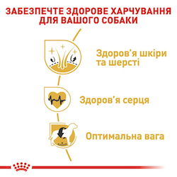 Golden Retriever Adult. Золотистий ретривер віком від 15 місяців  3970120 фото