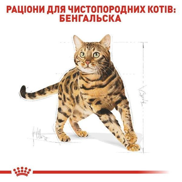 Bengal Adult. Бенгальська кішка віком від 12 місяців. 4370020 фото