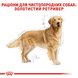 Golden Retriever Adult. Золотистий ретривер віком від 15 місяців  3970120 фото 5