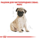 PUG PUPPY 41300151 фото 6