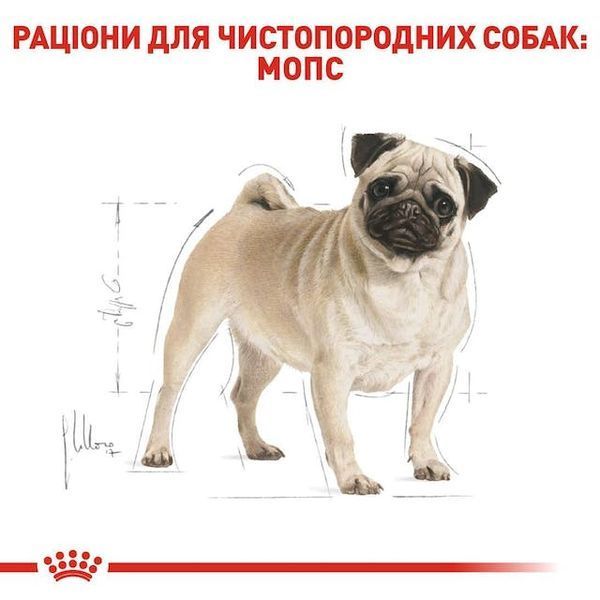 Pug Adult. Мопс віком від 10 місяців  3985015 фото
