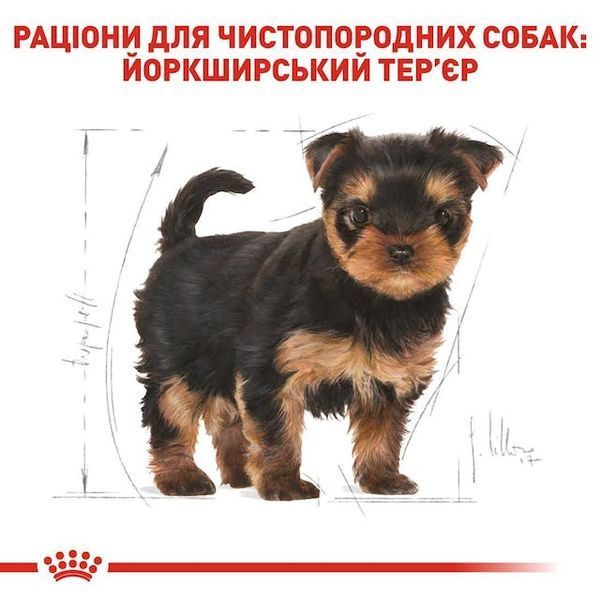 Yorkshire Terrier Puppy. Йоркширський тер'єр віком від 2 до 10 місяців  39720051 фото