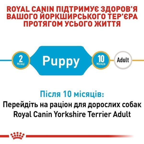 Yorkshire Terrier Puppy. Йоркширський тер'єр віком від 2 до 10 місяців  39720051 фото