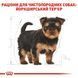 Yorkshire Terrier Puppy. Йоркширський тер'єр віком від 2 до 10 місяців  39720051 фото 5