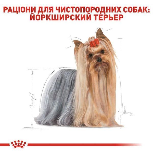 Yorkshire Terrier Adult. Йоркширський тер&rsquo;єр віком від 10 місяців  3051005 фото