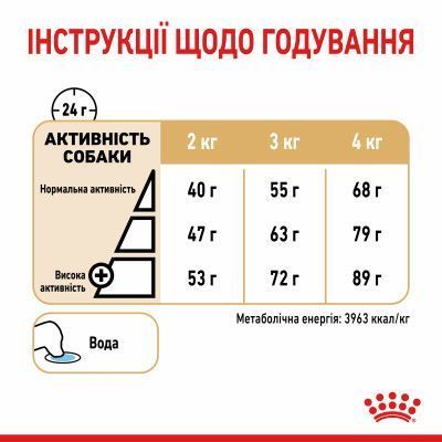 Yorkshire Terrier Ageing 8+. Йоркширський тер'єр віком старше 8 років. Yorkshire Terrier Ageing 8+. Йоркширський тер'єр віком старше 8 років. фото