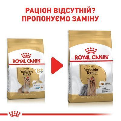 Yorkshire Terrier Ageing 8+. Йоркширський тер'єр віком старше 8 років. Yorkshire Terrier Ageing 8+. Йоркширський тер'єр віком старше 8 років. фото