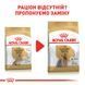 Yorkshire Terrier Ageing 8+. Йоркширський тер'єр віком старше 8 років. Yorkshire Terrier Ageing 8+. Йоркширський тер'єр віком старше 8 років. фото 3