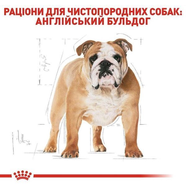 Bulldog Adult. Англійський бульдог віком від 12 місяців  2590030 фото