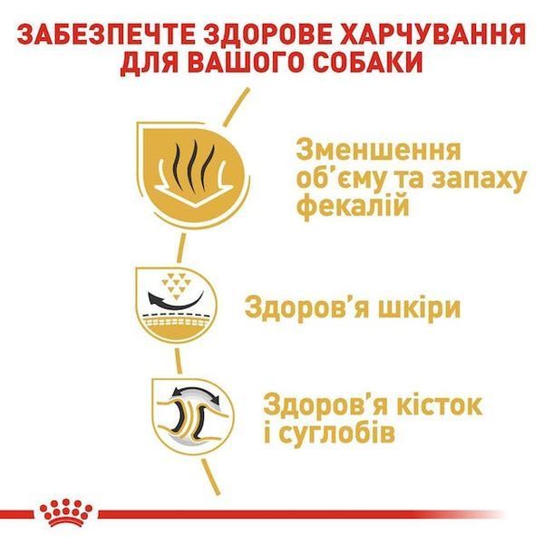 Bulldog Adult. Англійський бульдог віком від 12 місяців  2590030 фото