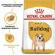 Bulldog Adult. Англійський бульдог віком від 12 місяців  2590030 фото 2