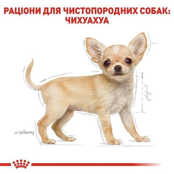 Chihuahua Puppy. Чихуахуа від 2 до 8 місяців 24380051 фото