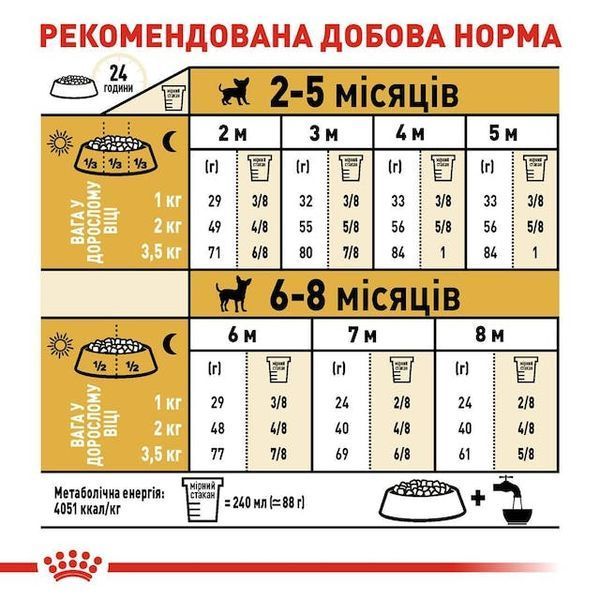 Chihuahua Puppy. Чихуахуа від 2 до 8 місяців 24380051 фото