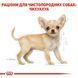 Chihuahua Puppy. Чихуахуа від 2 до 8 місяців 24380051 фото 5