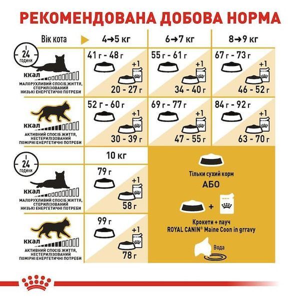 Maine Coon Adult. Мейн-кун віком від 15 місяців.  2550020 фото