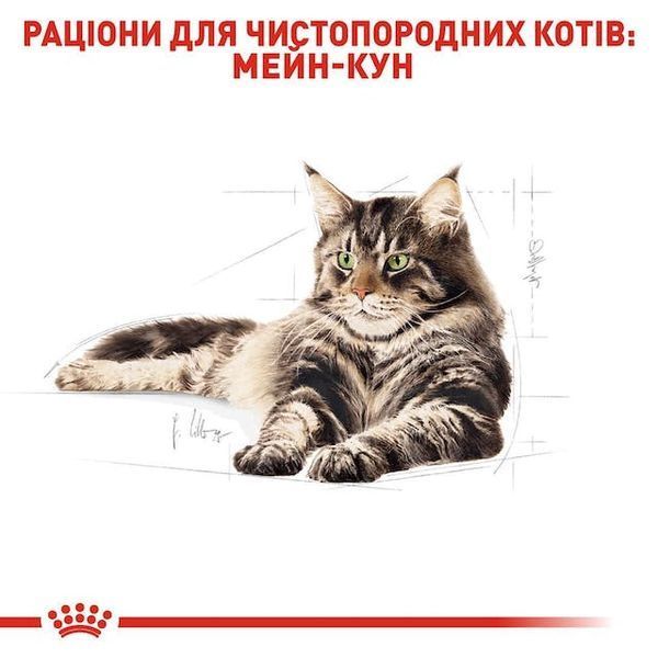 Maine Coon Adult. Мейн-кун віком від 15 місяців.  2550020 фото
