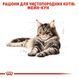 Maine Coon Adult. Мейн-кун віком від 15 місяців.  2550020 фото 4