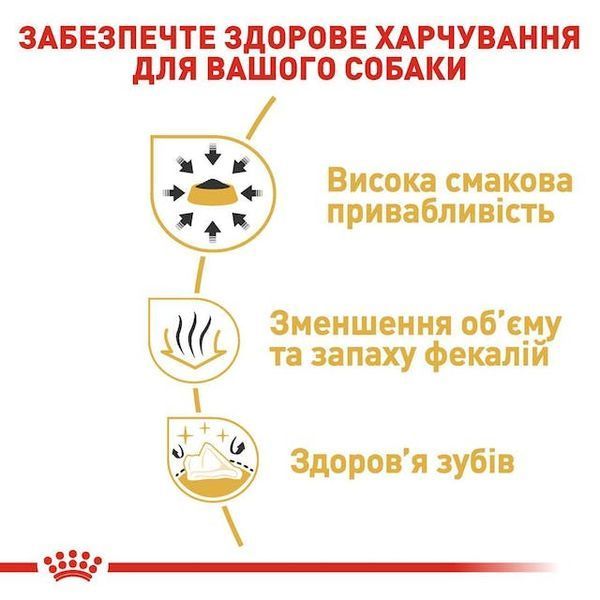 Chihuahua Adult. Чихуахуа віком від 8 місяців  2210005 фото