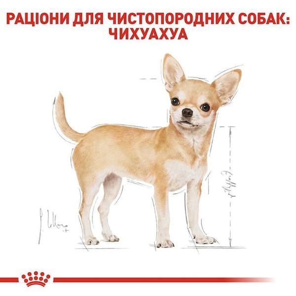 Chihuahua Adult. Чихуахуа віком від 8 місяців  2210005 фото