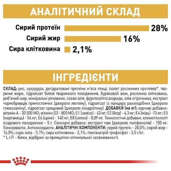 Chihuahua Adult. Чихуахуа віком від 8 місяців  2210005 фото