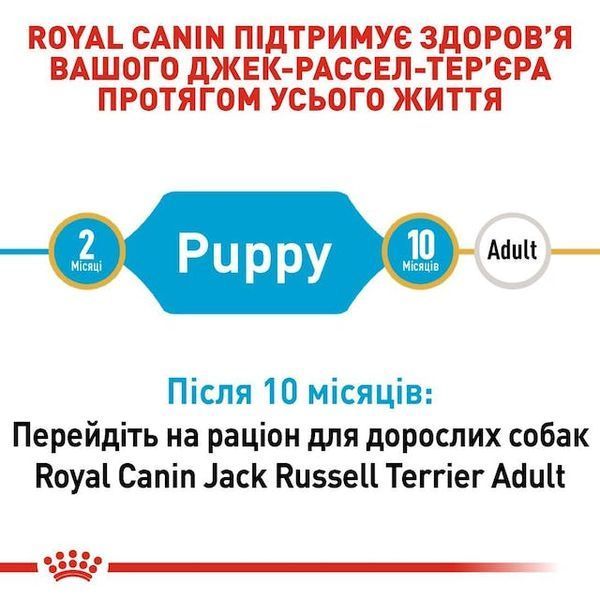 Jack Russell Terrier Puppy. Джек-рассел-терьер до 10 месяцев  21010151 фото