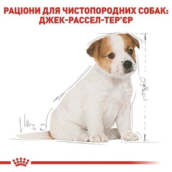 Jack Russell Terrier Puppy. Джек-рассел-терьер до 10 месяцев  21010151 фото