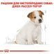 Jack Russell Terrier Puppy. Джек-рассел-терьер до 10 месяцев  21010151 фото 5