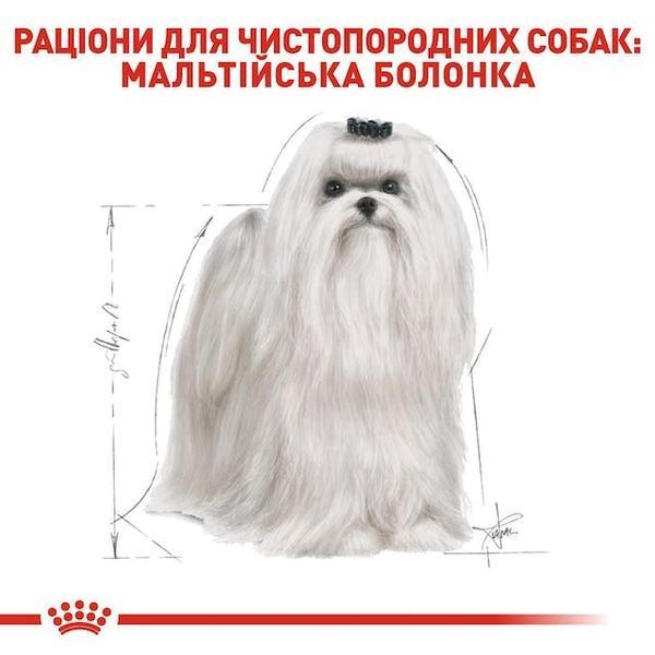 Maltese Adult. Мальтійська болонка віком від 10 місяців  3995005 фото