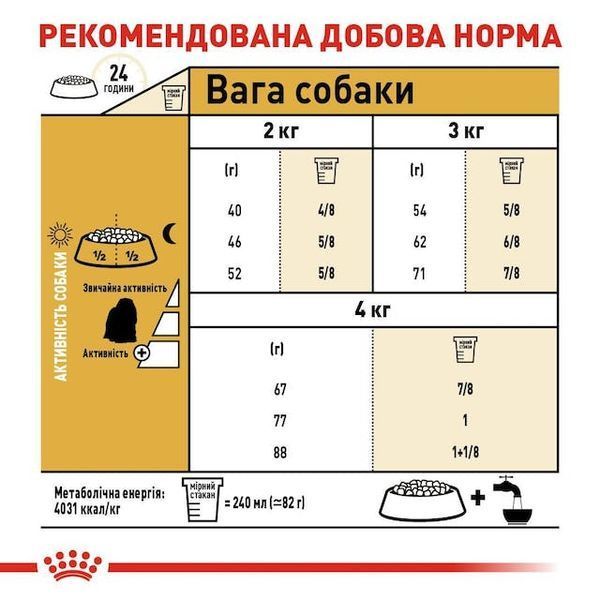 Maltese Adult. Мальтійська болонка віком від 10 місяців  3995005 фото