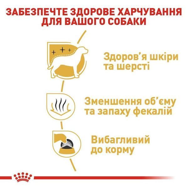 Maltese Adult. Мальтійська болонка віком від 10 місяців  3995005 фото