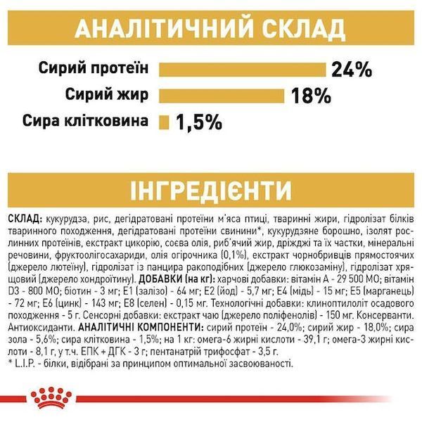 Maltese Adult. Мальтійська болонка віком від 10 місяців  3995005 фото