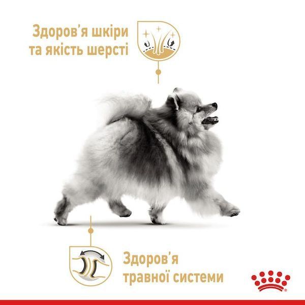 Pomeranian Adult. Шпіц віком від 8 місяців  1255005 фото