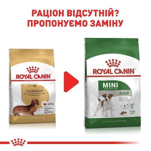Dachshund adult, віком від 10 місяців 3059015 фото