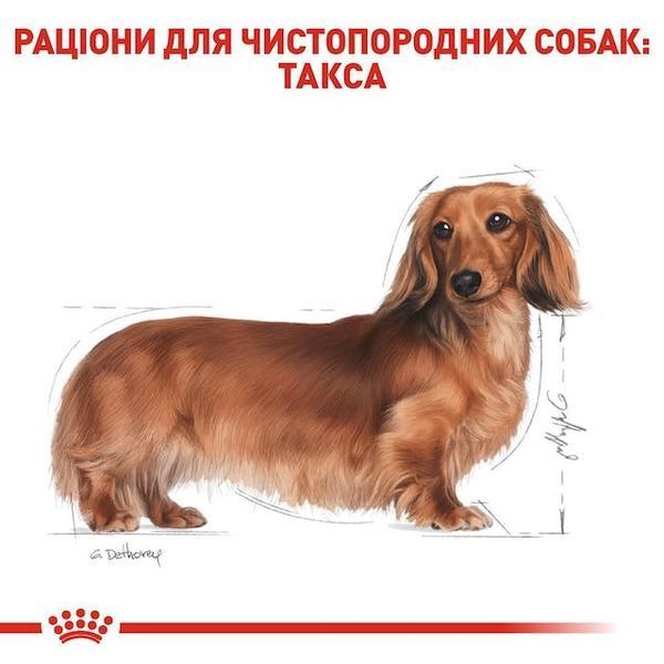 Dachshund adult, віком від 10 місяців 3059015 фото