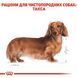 Dachshund adult, віком від 10 місяців 3059015 фото 4