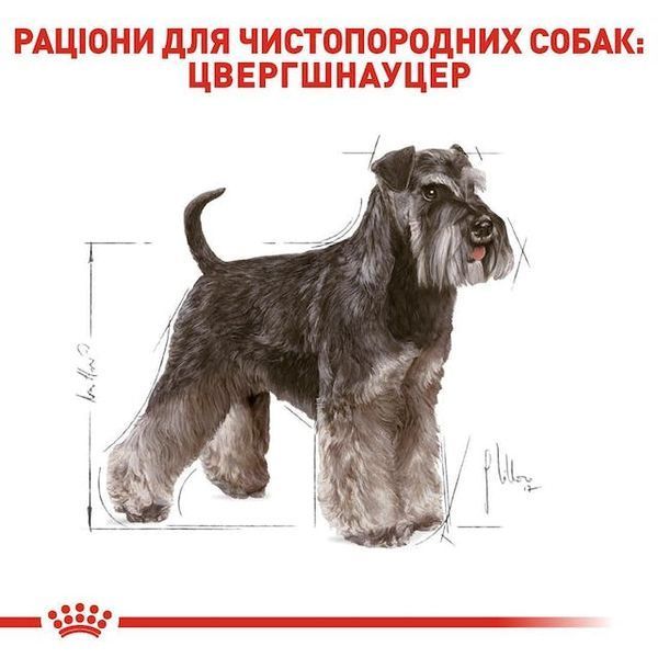 Miniature Schnauzer Adult, для дорослих собак породи цвергшнауцер віком від 10 місяців 2220075 фото