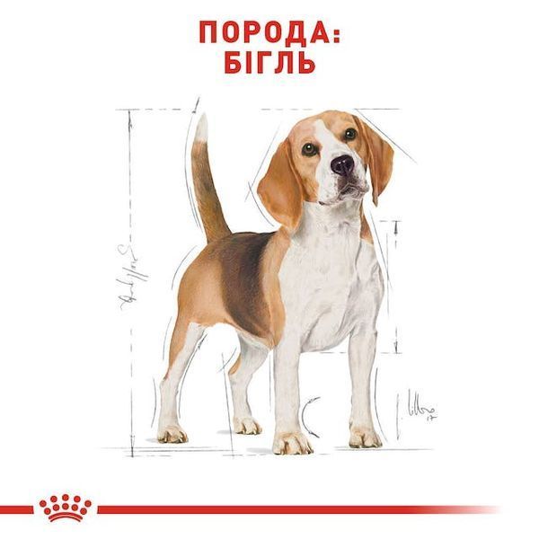 Beagle Adult, від 12 місяців 2106030 фото